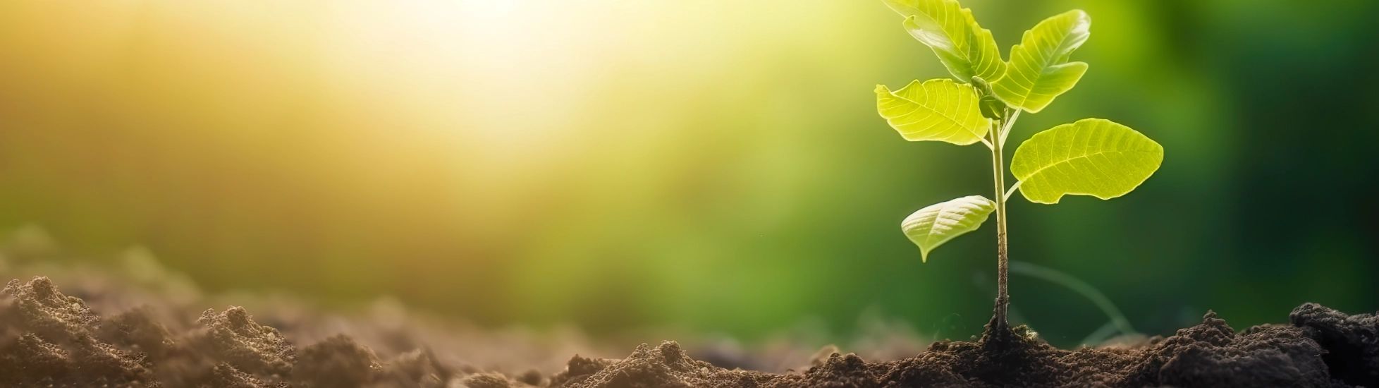 ESG sampling tree growing in soil